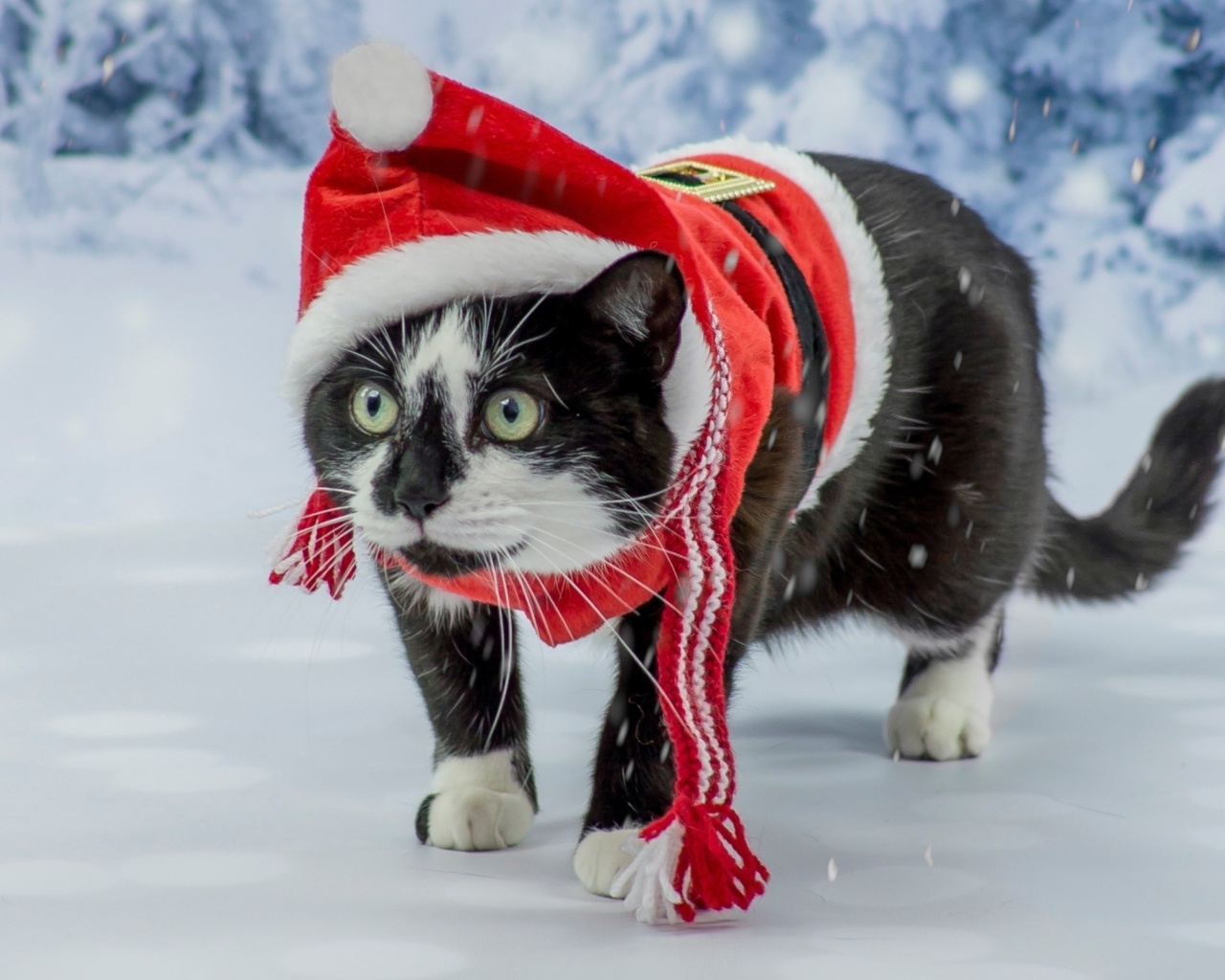 Das Winter Beauty Cat Wallpaper 1280x1024