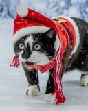 Winter Beauty Cat screenshot #1 128x160