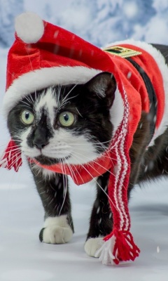 Winter Beauty Cat screenshot #1 240x400
