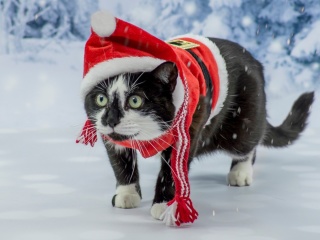 Das Winter Beauty Cat Wallpaper 320x240