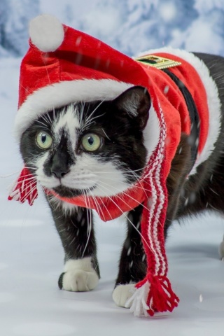 Winter Beauty Cat screenshot #1 320x480