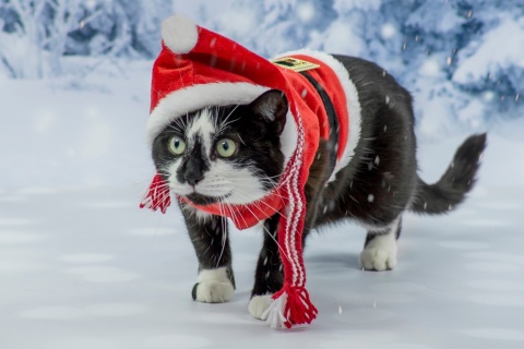 Sfondi Winter Beauty Cat 480x320