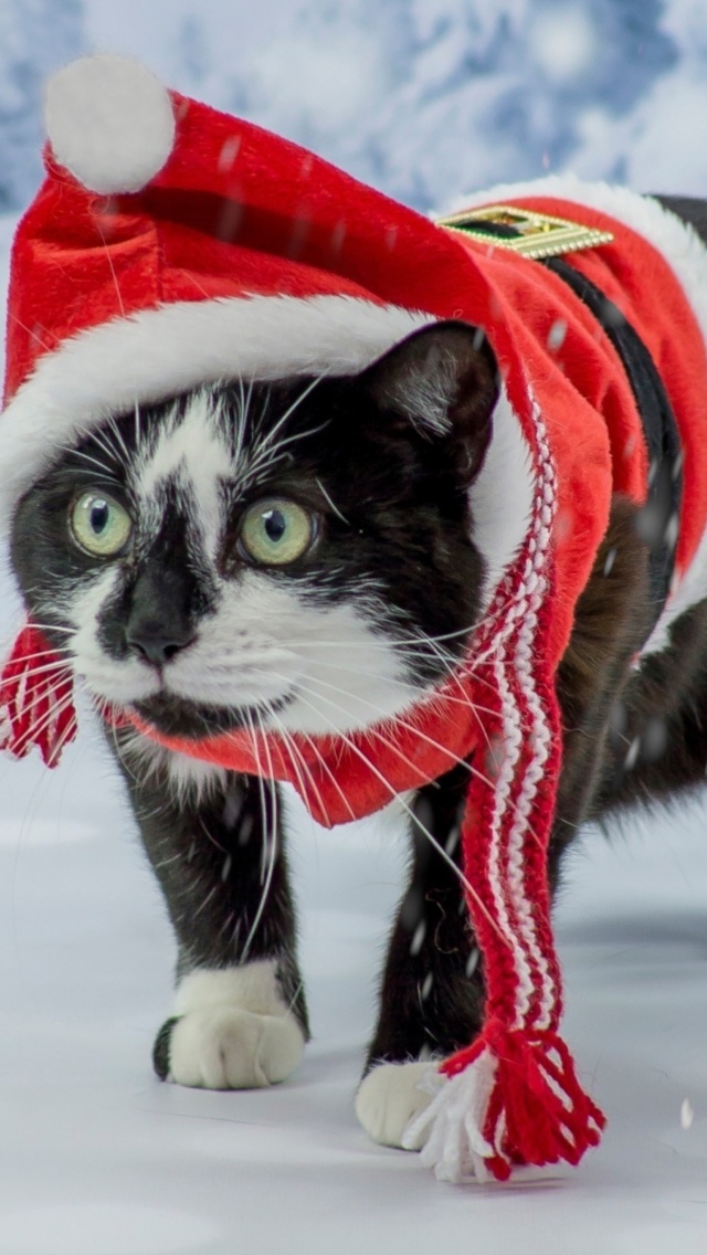 Обои Winter Beauty Cat 640x1136