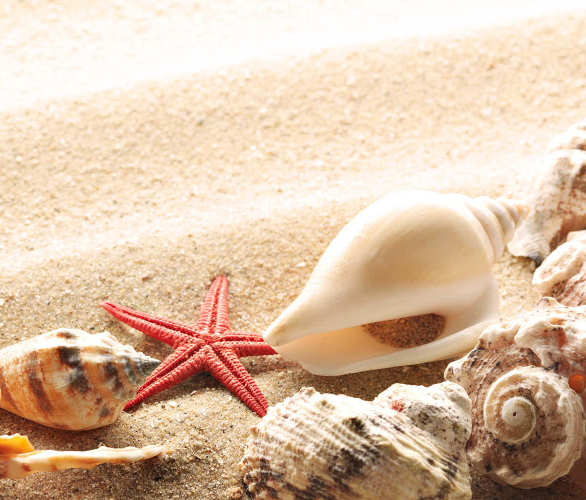 Seashells On The Beach wallpaper 1200x1024