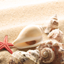 Обои Seashells On The Beach 128x128