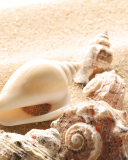 Обои Seashells On The Beach 128x160