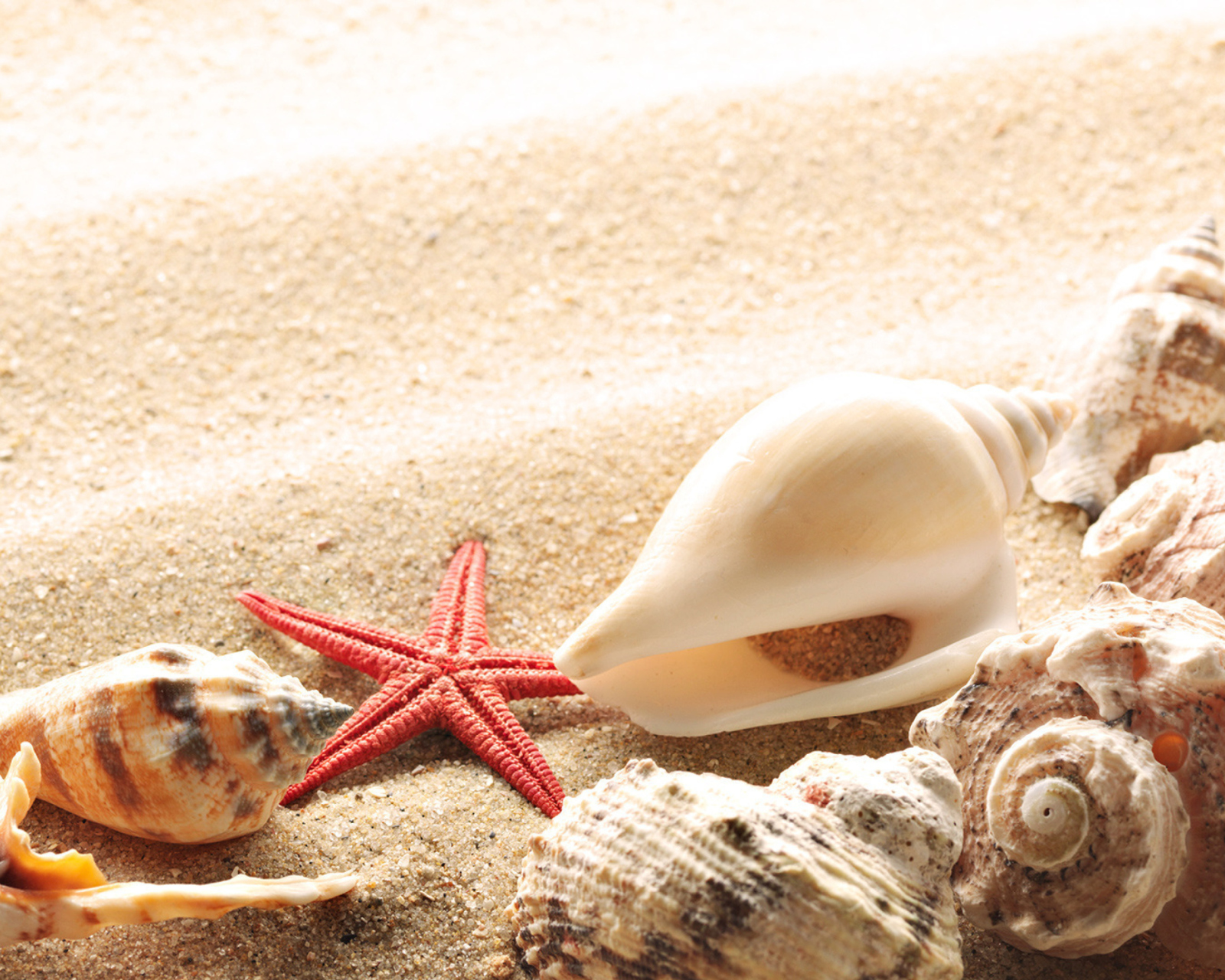 Обои Seashells On The Beach 1600x1280