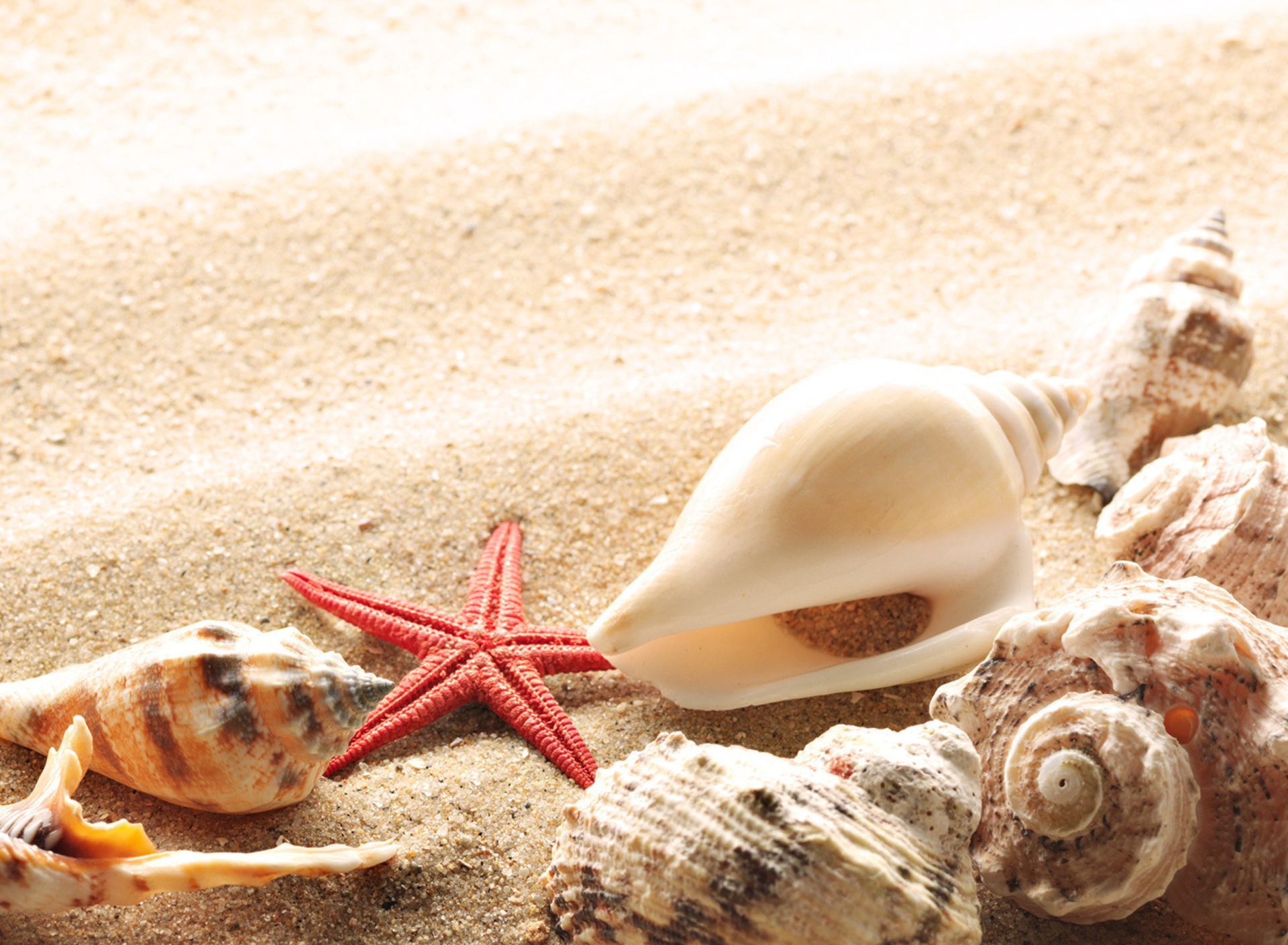 Обои Seashells On The Beach 1920x1408