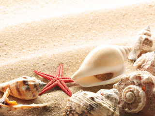 Обои Seashells On The Beach 320x240