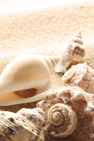 Обои Seashells On The Beach 320x480