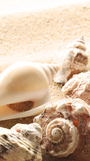 Обои Seashells On The Beach 360x640