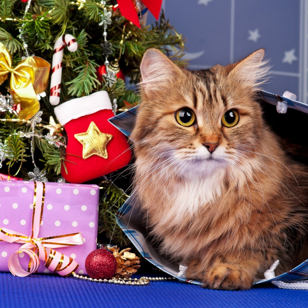 Merry Christmas Cards Wishes with Cat screenshot #1 1024x1024