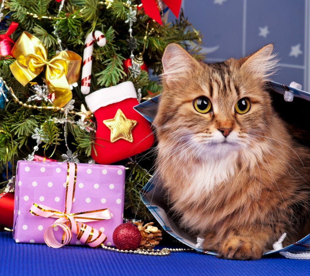 Обои Merry Christmas Cards Wishes with Cat 1080x960