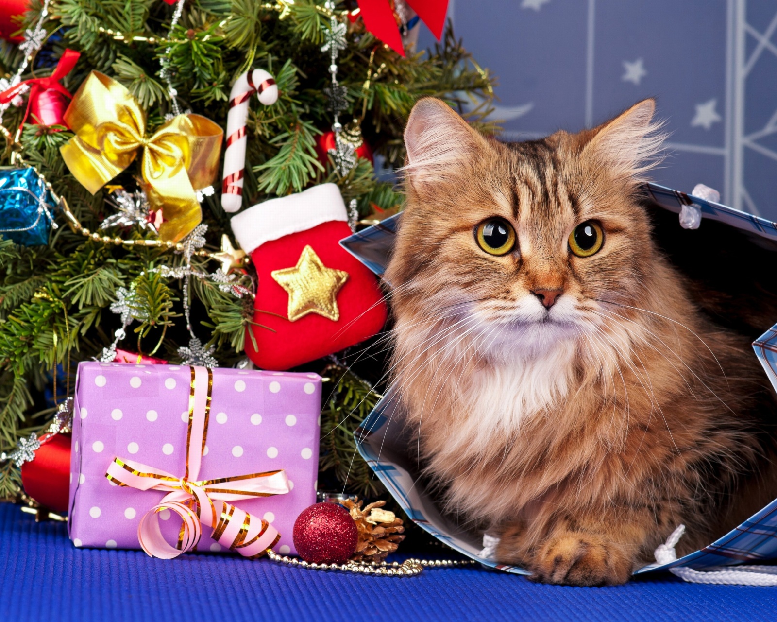 Обои Merry Christmas Cards Wishes with Cat 1600x1280