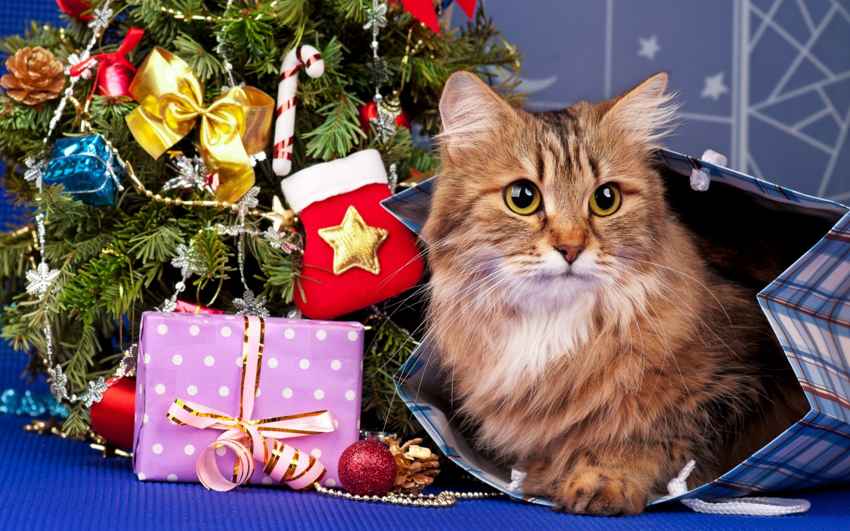 Screenshot №1 pro téma Merry Christmas Cards Wishes with Cat 1680x1050
