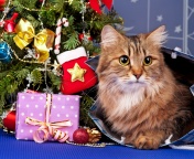 Merry Christmas Cards Wishes with Cat wallpaper 176x144