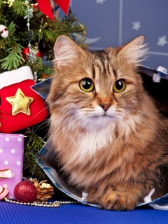 Merry Christmas Cards Wishes with Cat screenshot #1 240x320
