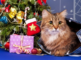 Merry Christmas Cards Wishes with Cat wallpaper 320x240