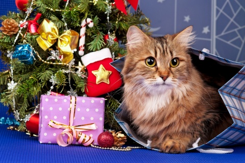Das Merry Christmas Cards Wishes with Cat Wallpaper 480x320