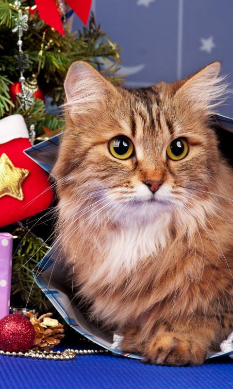Das Merry Christmas Cards Wishes with Cat Wallpaper 480x800