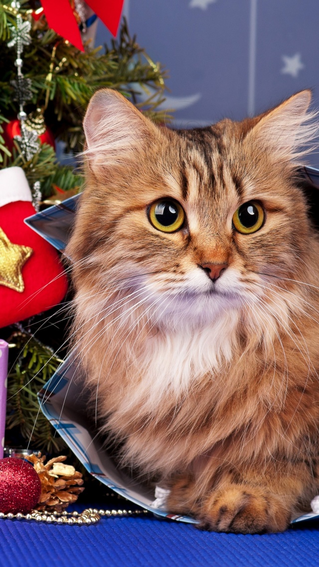 Das Merry Christmas Cards Wishes with Cat Wallpaper 640x1136