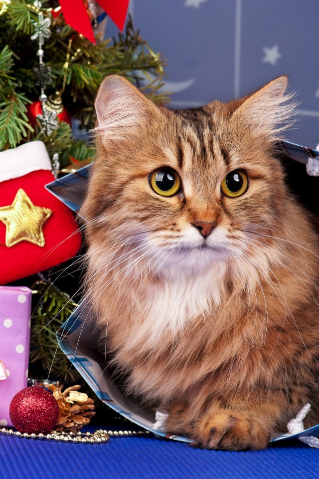 Das Merry Christmas Cards Wishes with Cat Wallpaper 640x960