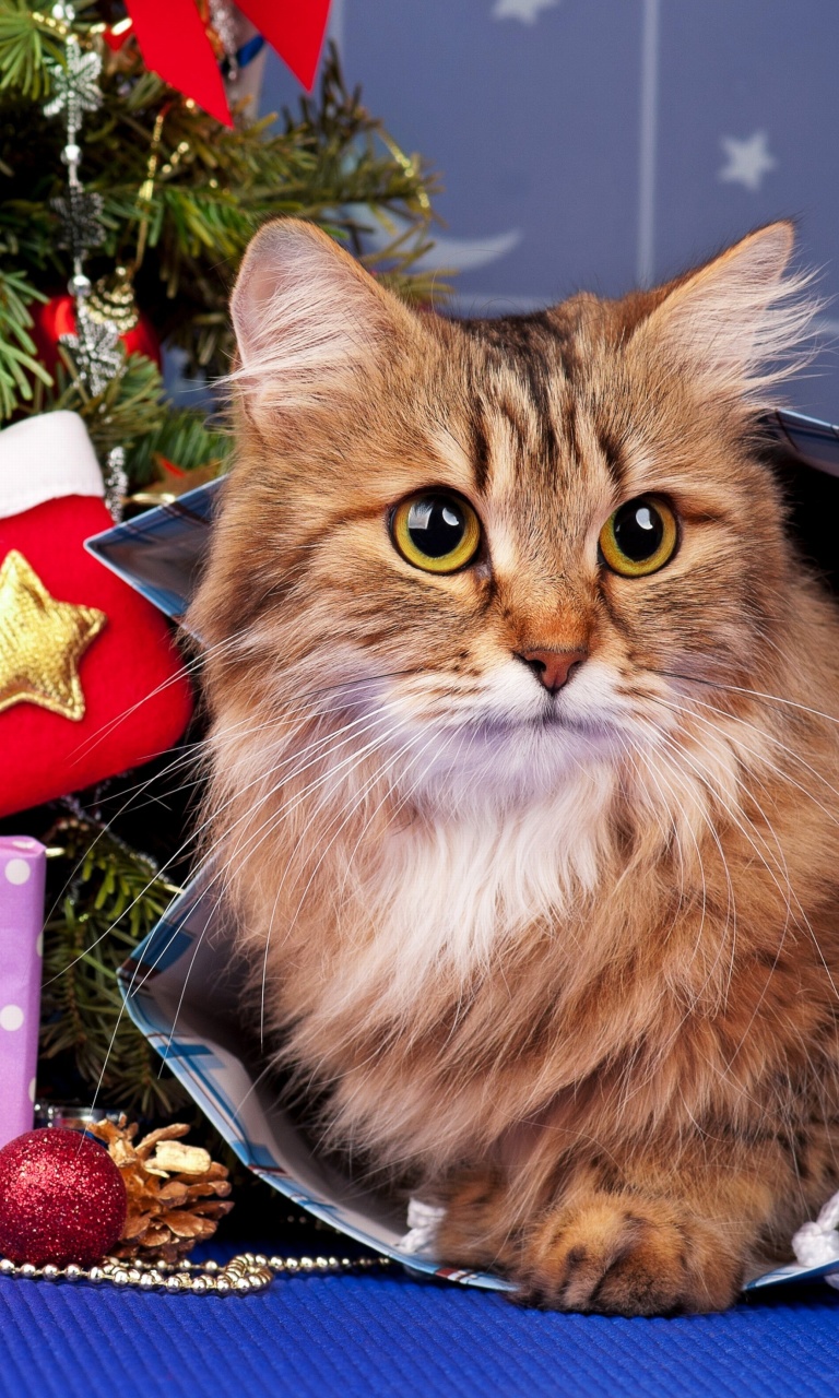 Das Merry Christmas Cards Wishes with Cat Wallpaper 768x1280