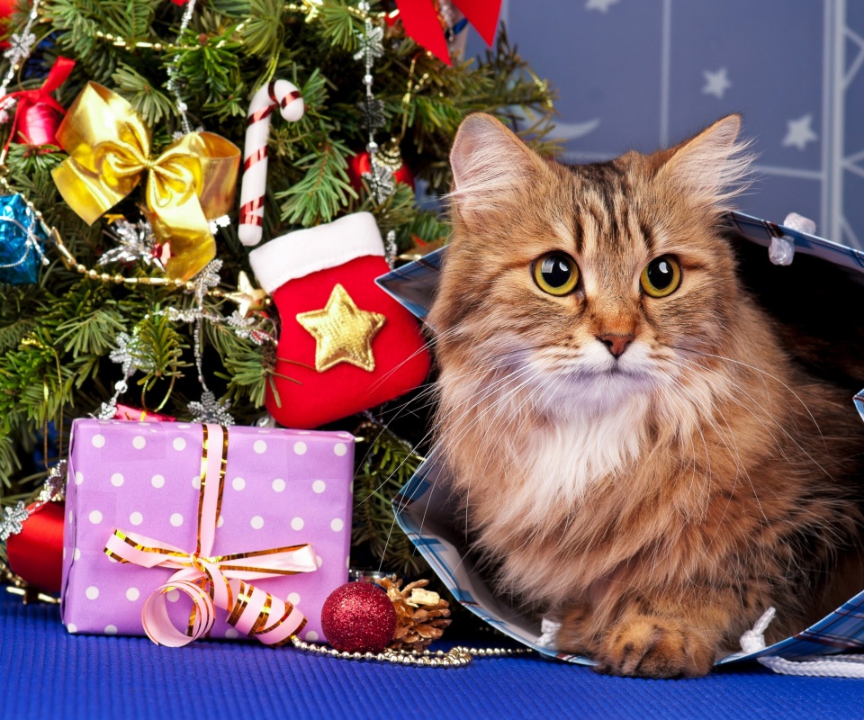 Das Merry Christmas Cards Wishes with Cat Wallpaper 960x800