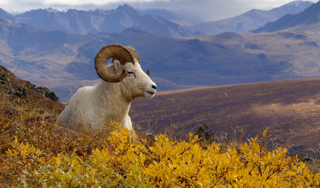 Goat in High Mountains wallpaper 1024x600