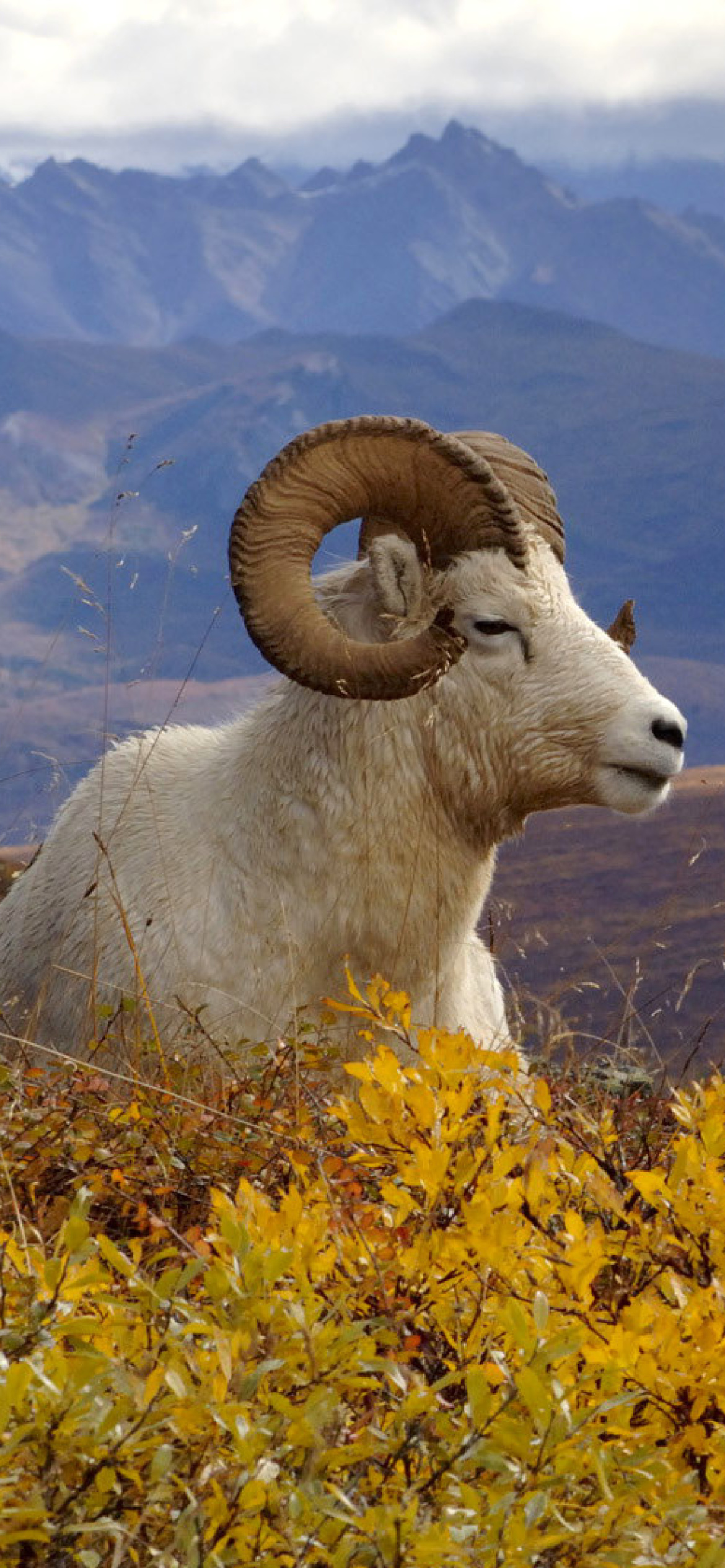 Das Goat in High Mountains Wallpaper 1170x2532