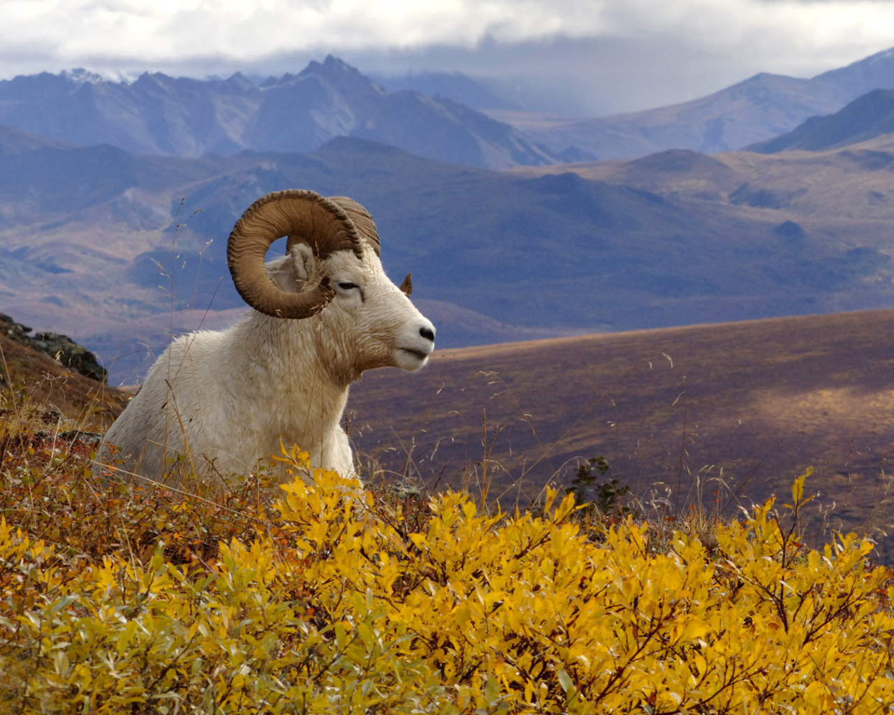 Goat in High Mountains wallpaper 1280x1024
