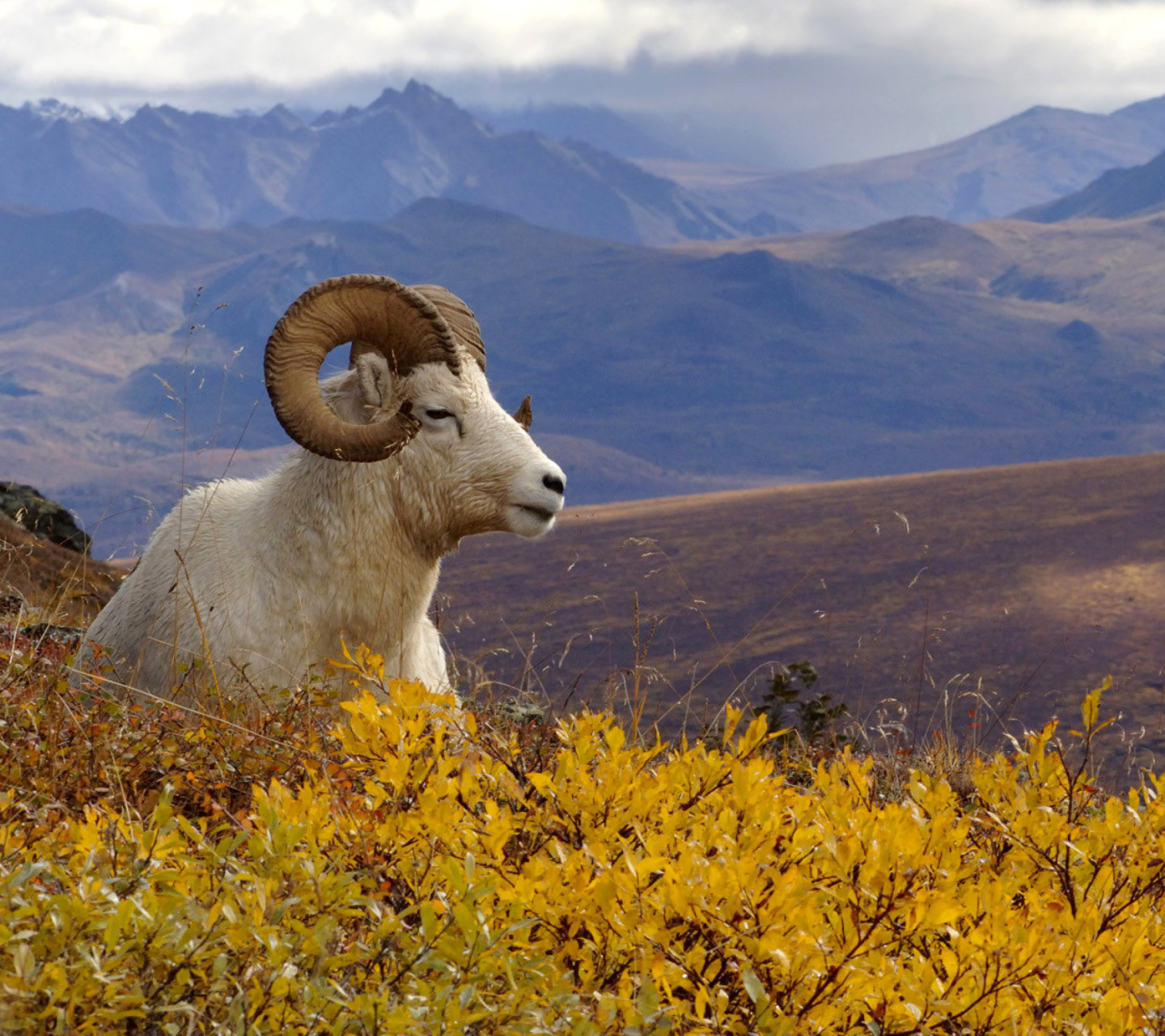 Обои Goat in High Mountains 1440x1280