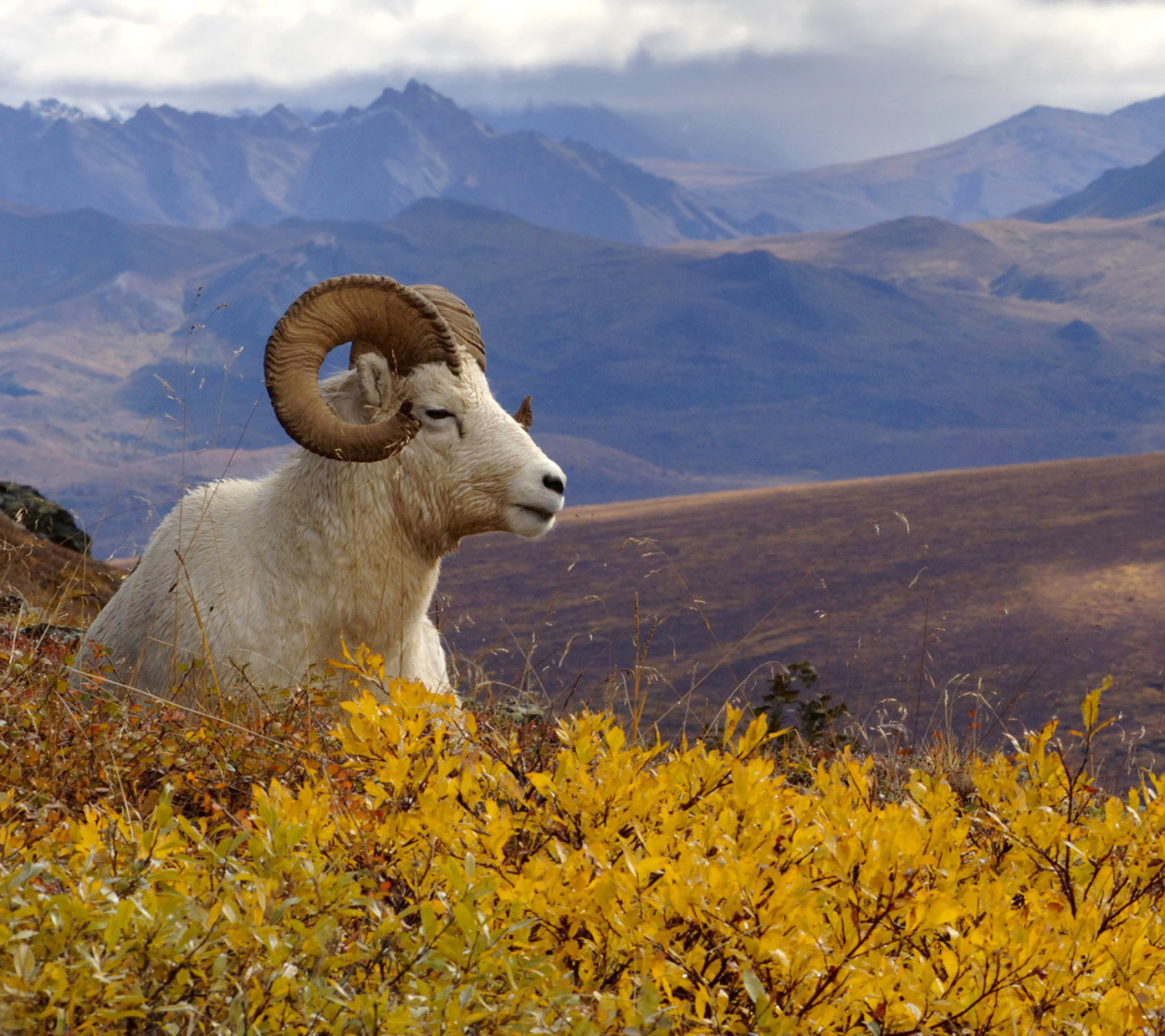 Goat in High Mountains wallpaper 1440x1280