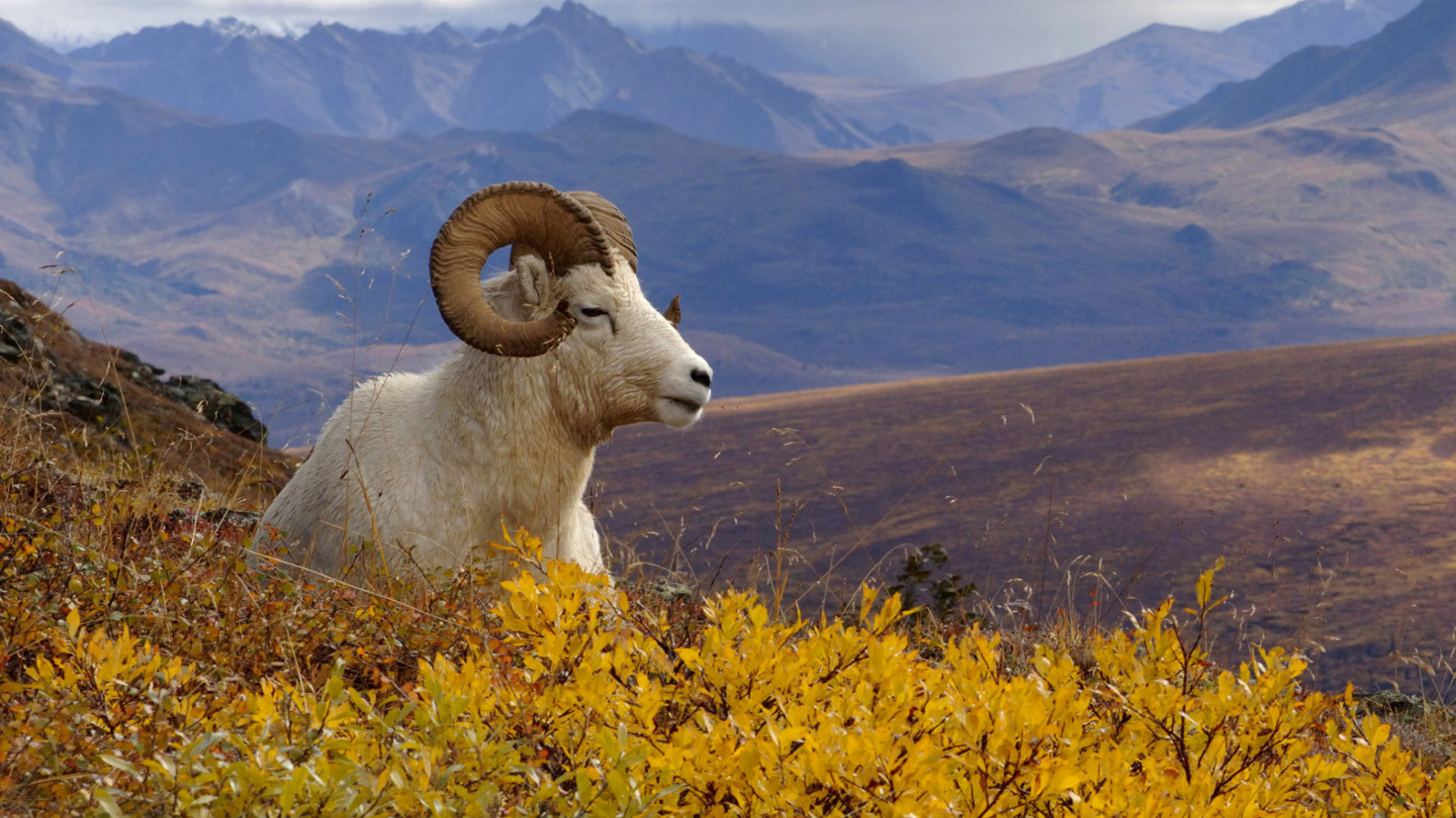 Goat in High Mountains wallpaper 1600x900