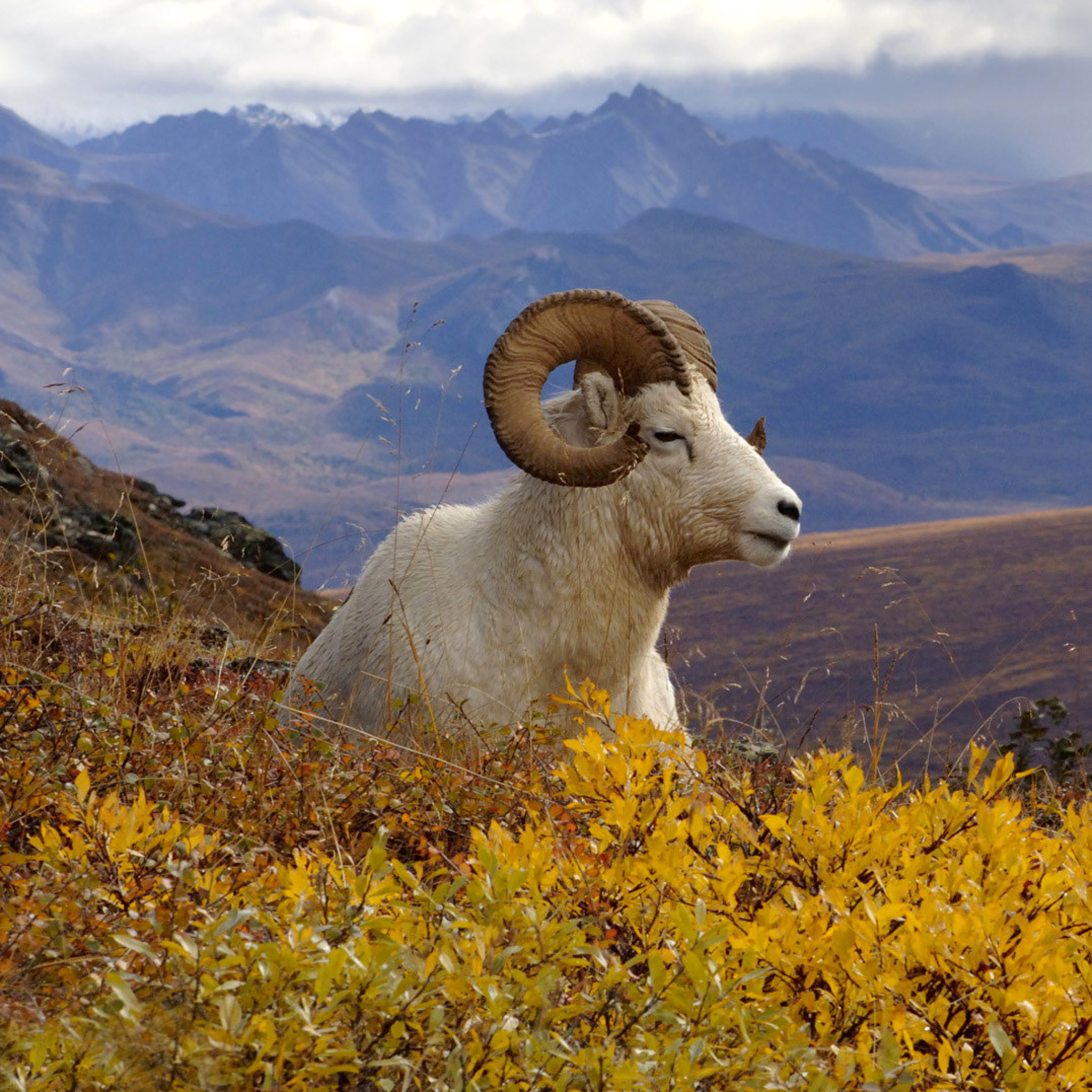 Fondo de pantalla Goat in High Mountains 2048x2048