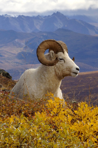 Goat in High Mountains wallpaper 320x480