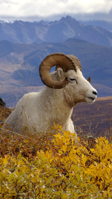 Goat in High Mountains wallpaper 360x640