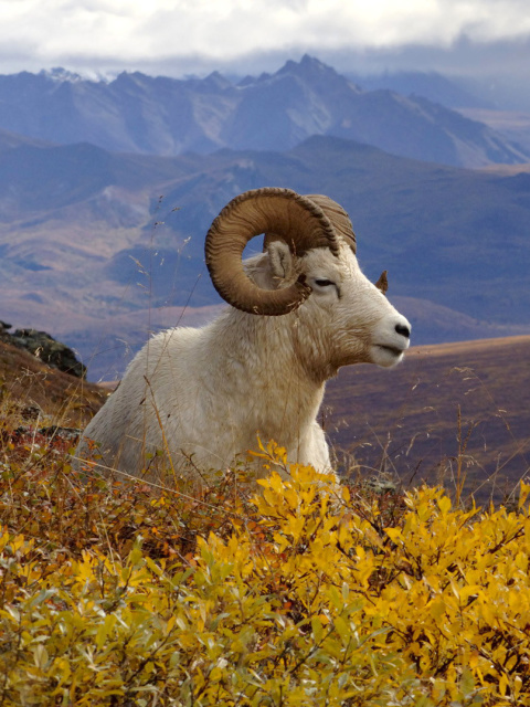 Das Goat in High Mountains Wallpaper 480x640