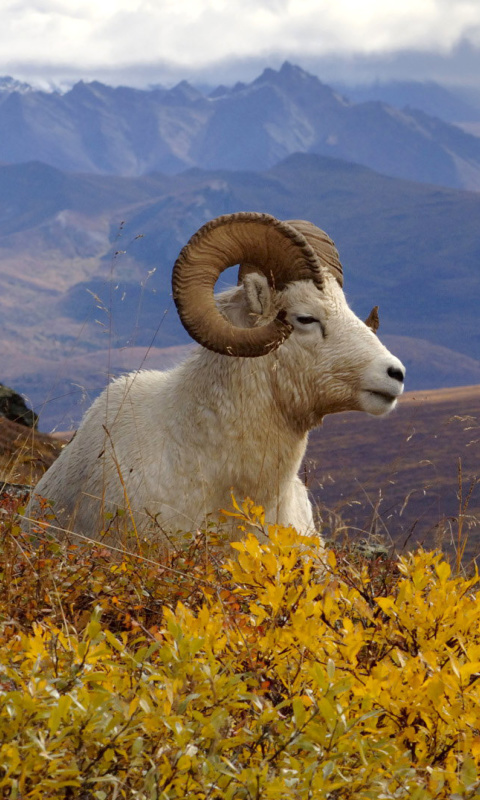 Das Goat in High Mountains Wallpaper 480x800