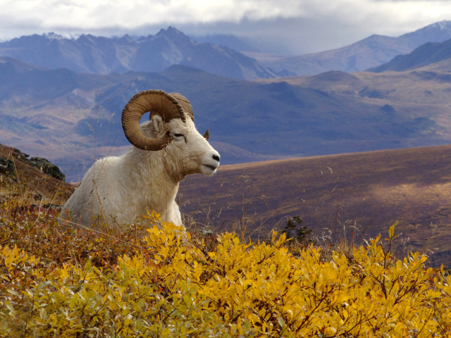Das Goat in High Mountains Wallpaper 640x480