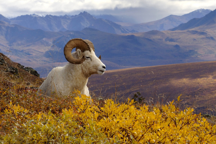 Fondo de pantalla Goat in High Mountains