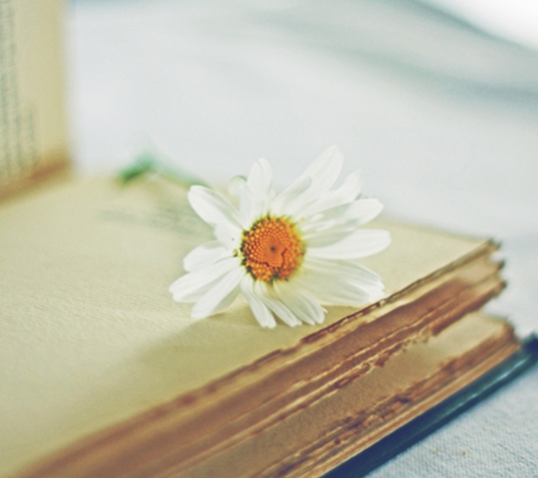 Book And Daisy wallpaper 1080x960