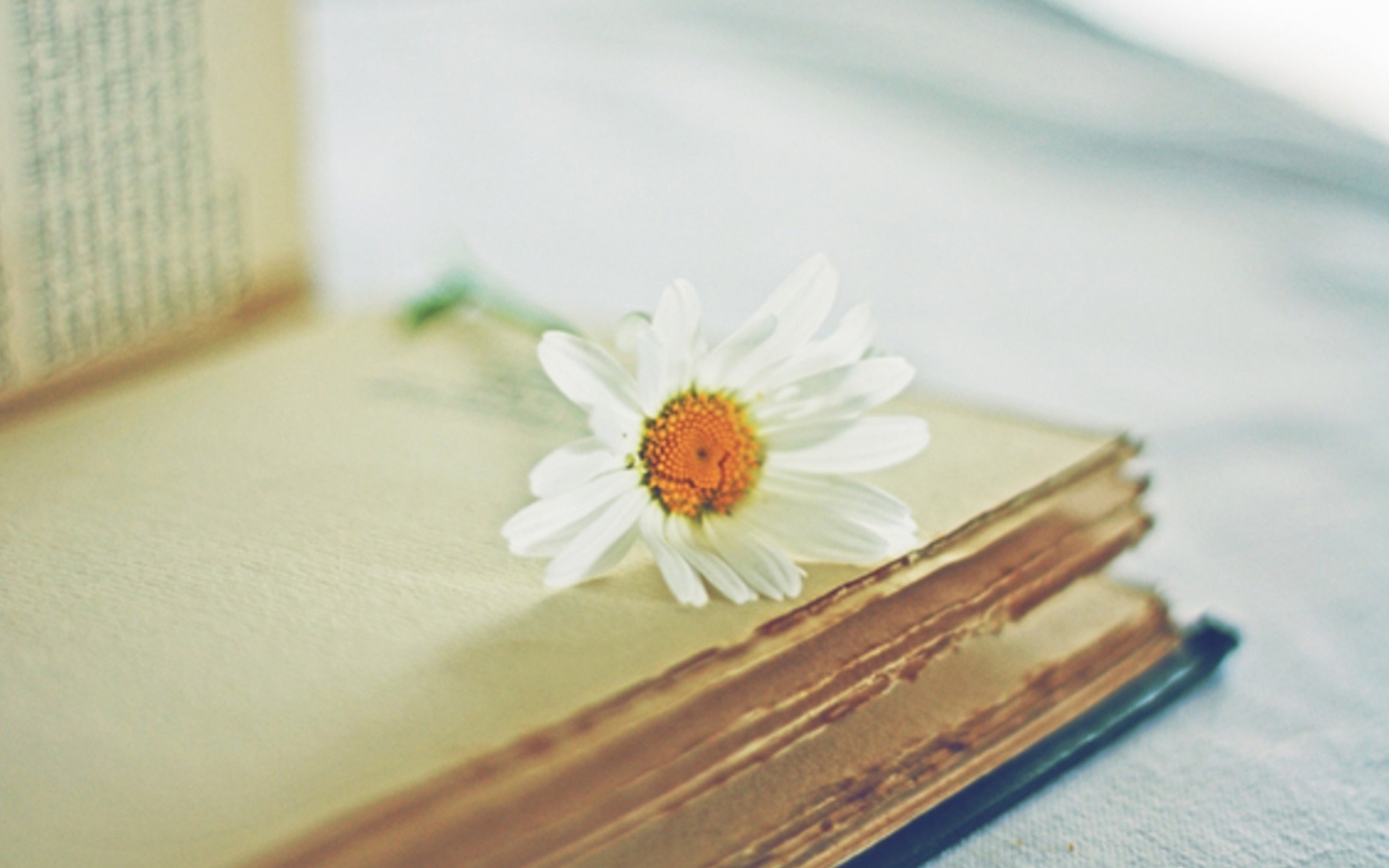 Book And Daisy wallpaper 1440x900