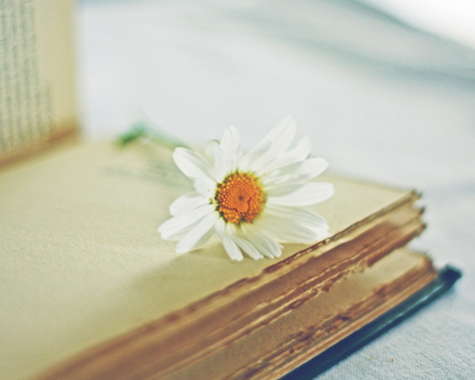 Book And Daisy wallpaper 1600x1280
