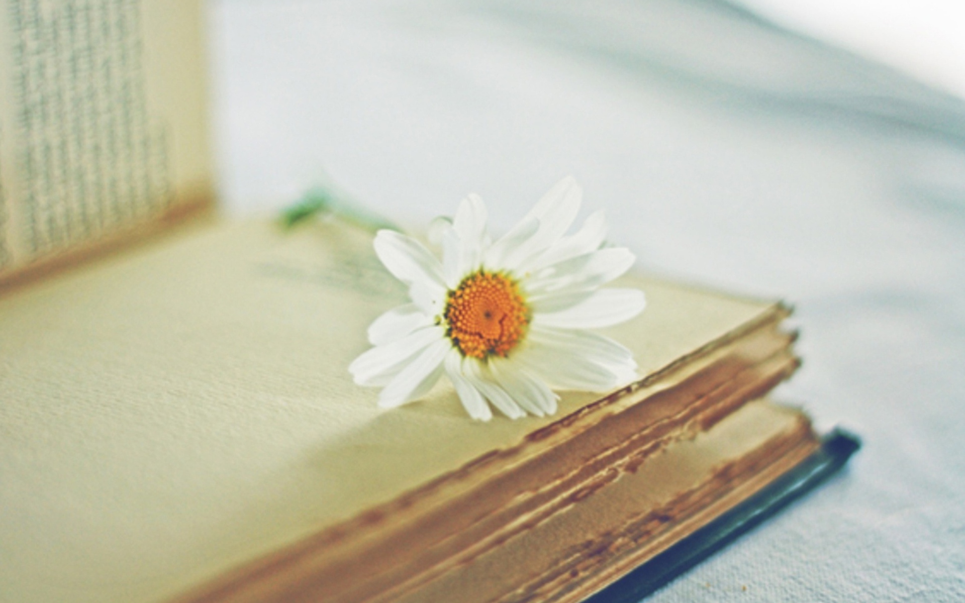 Book And Daisy wallpaper 1920x1200