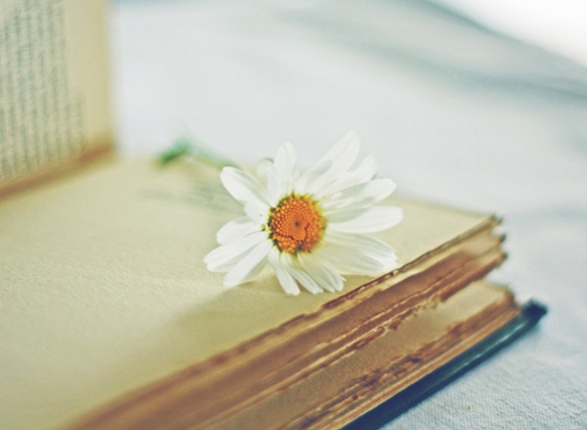 Book And Daisy wallpaper 1920x1408