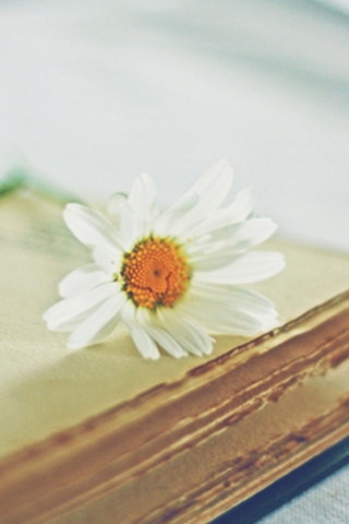 Book And Daisy wallpaper 320x480