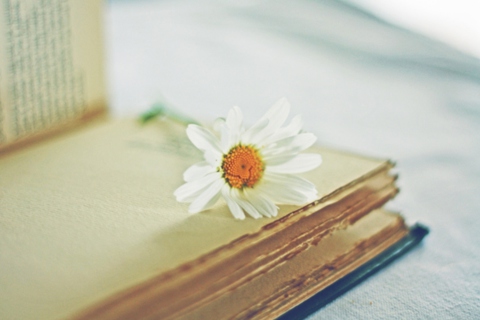 Book And Daisy wallpaper 480x320