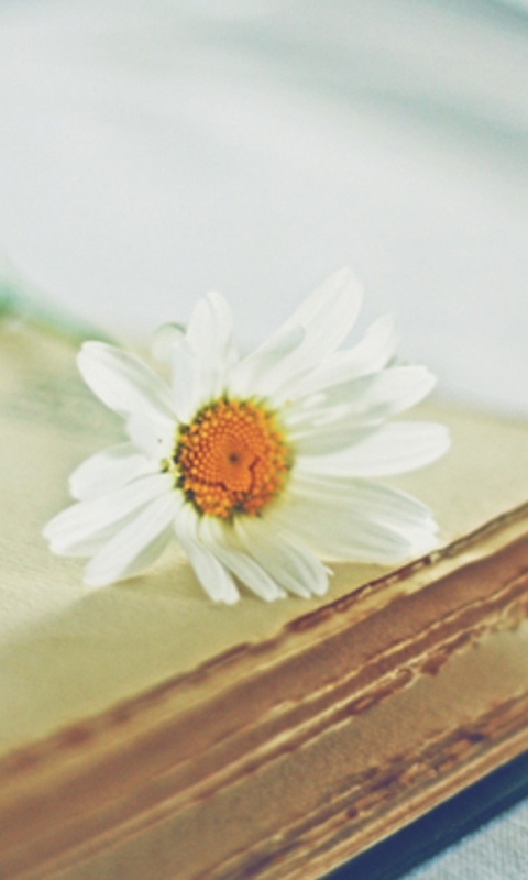 Book And Daisy wallpaper 480x800