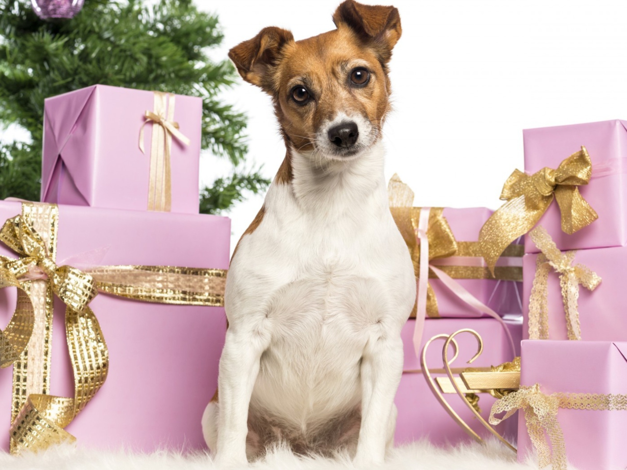Jack Russell Terrier wallpaper 1280x960